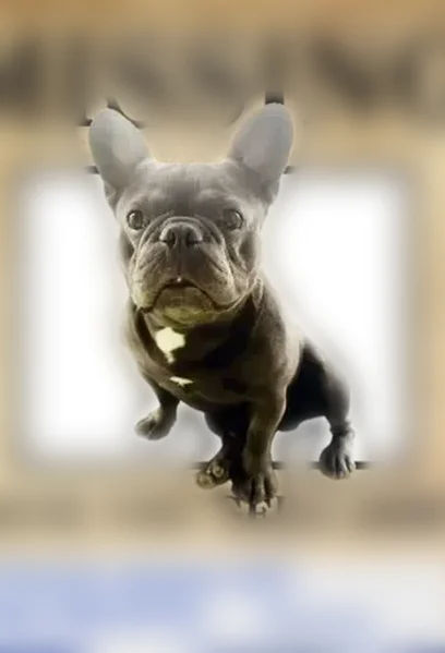 Lost dog, East Nevada Avenue, Las Vegas - gray male - photo