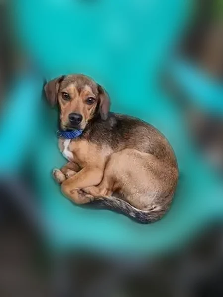 Lost female dog, Hunters Ridge Way, John Sevier - distinct crest color - photo