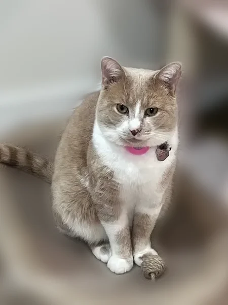 Lost male cat, Clancy Drive, Toronto - orange/buff and white, friendly - photo