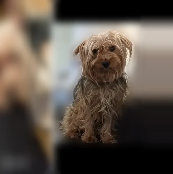 Lost dog, South Hoxie Avenue, Chicago - small brown puppy - photo