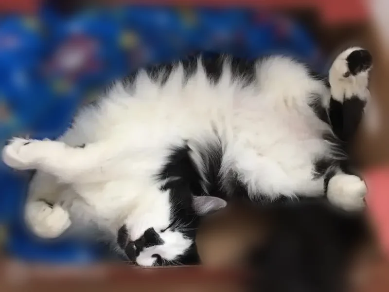 Lost cat, Hornaday Road, Brownsburg - male with unique nose mark - photo