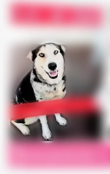 Lost female dog, Anderson Loop, Elmendorf - Husky with blue merle coloring - photo