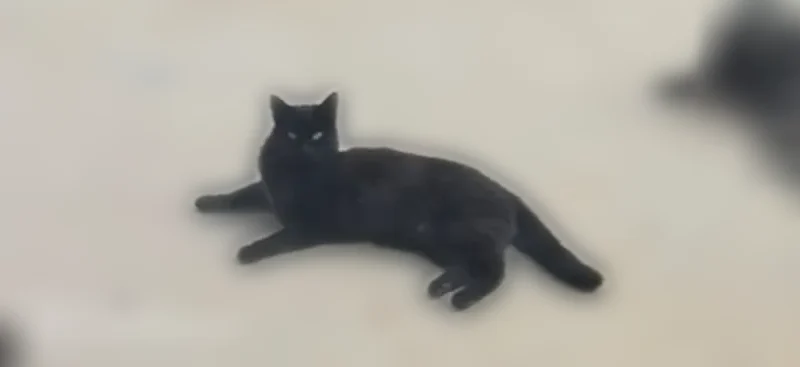 Lost cat, Lewis Road, Calhoun - black female with a white spot - photo