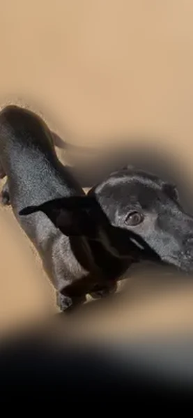 Lost male dog, North Sage Brook Road, Oro Valley - black with a blue collar - photo