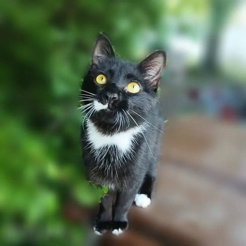 Lost cat, Wilson Avenue Northwest, Walker - tuxedo with a half white mustache - photo