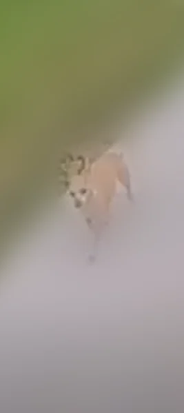 Lost dog, Streetsboro, Bridgeville - female chihuahua - photo