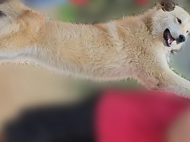 Lost female dog, Rattlesnake Trail, Belton - cream orange with white shading - photo