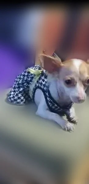 Lost dog, East 58th Street, 1192, Los Angeles - female Chihuahua - photo