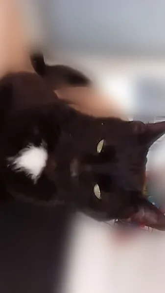 Lost cat, County Road 150, Arlington - male with a white patch - photo