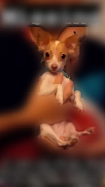 Lost dog, East 58th Street, Los Angeles - female chihuahua - photo