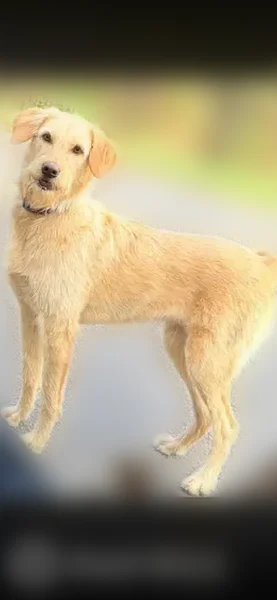 Found female dog, Valley, Birmingham - high energy and house trained - photo