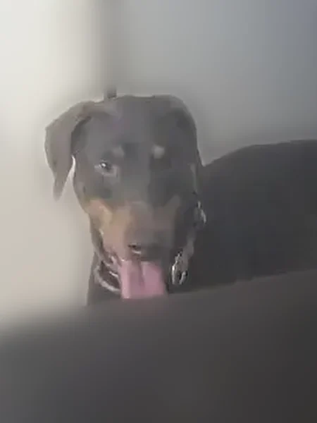 Lost dog, Dorning Road, Toney - red Doberman with an orange collar - photo