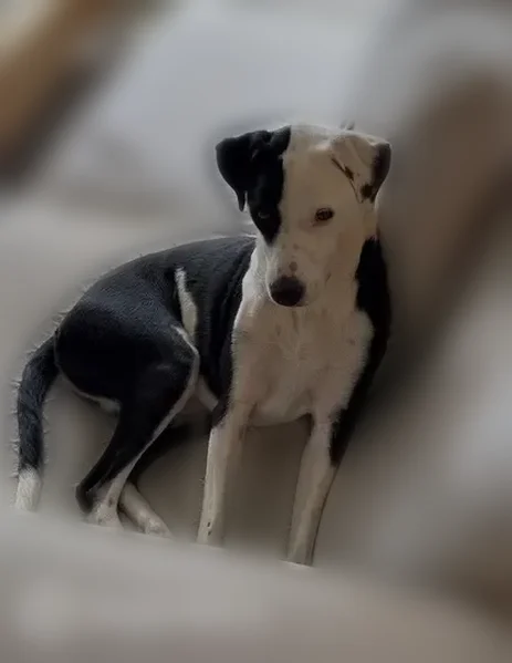 Lost dog, Zuni Court, Westminster - female black and white pointer mix - photo