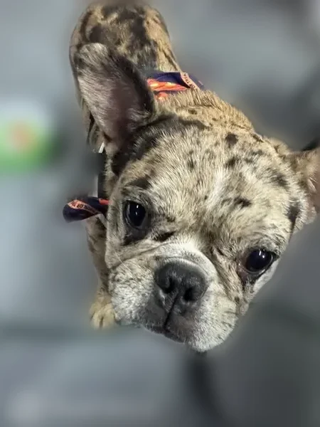 Lost dog, North Kedzie Avenue, 539, Chicago - energetic Merle color - photo