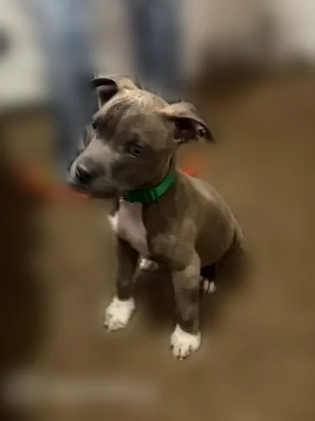 Lost male dog, Eatonton, Georgia - 4 months old - photo