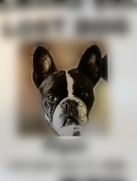 Lost dog, Lake Durango Drive, Durango - female French bulldog - photo