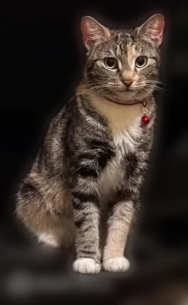 Lost cat, East 22nd Street, 460, Brooklyn - female with a deformed paw - photo