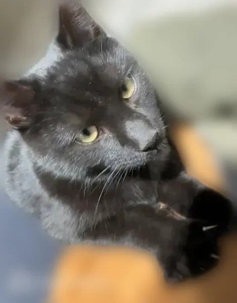 Lost cat, Husted Station Road, Upper Deerfield Township, Elmer - young male, all black - photo