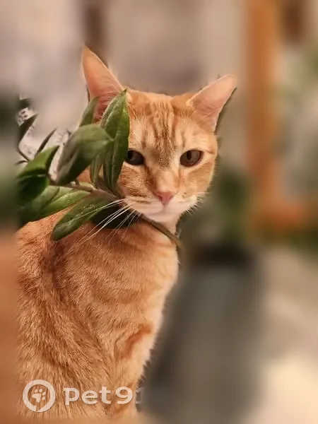 Lost cat, West 7380 South, West Jordan - orange tabby, male - photo