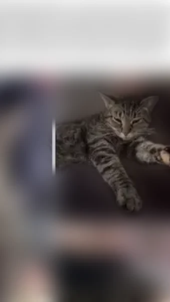 Lost cat, North Park Avenue, Springfield - female with black paws - photo