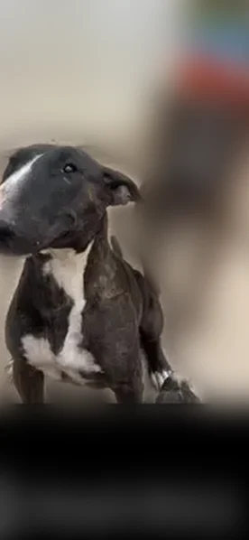 Lost male dog, Irwin Drive, San Antonio - photo