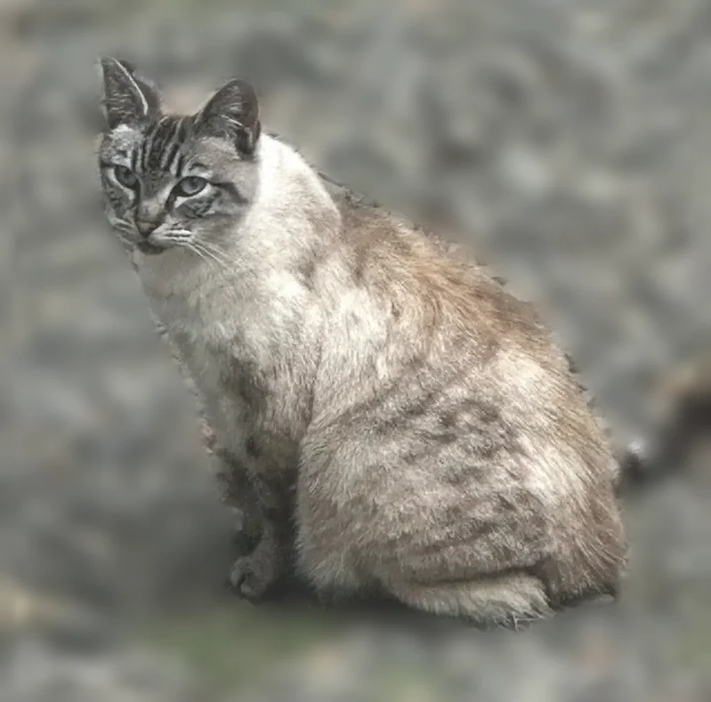 Lost female cat, Pine Street, Longview - Siamese Linx point with bad vision - photo