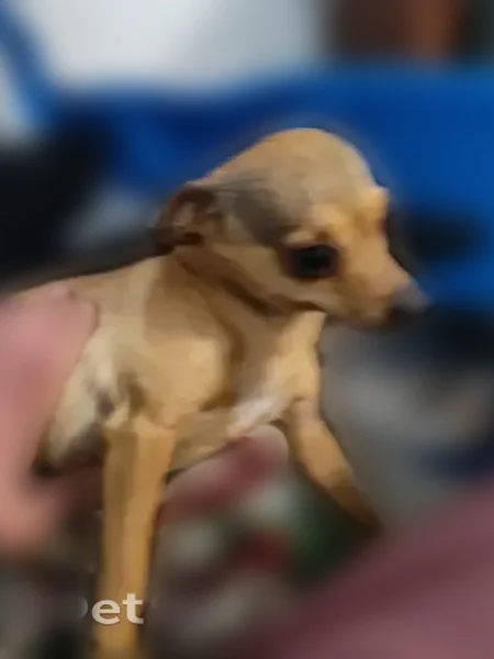 Lost dog, Birch Street, 503, Anaconda - photo