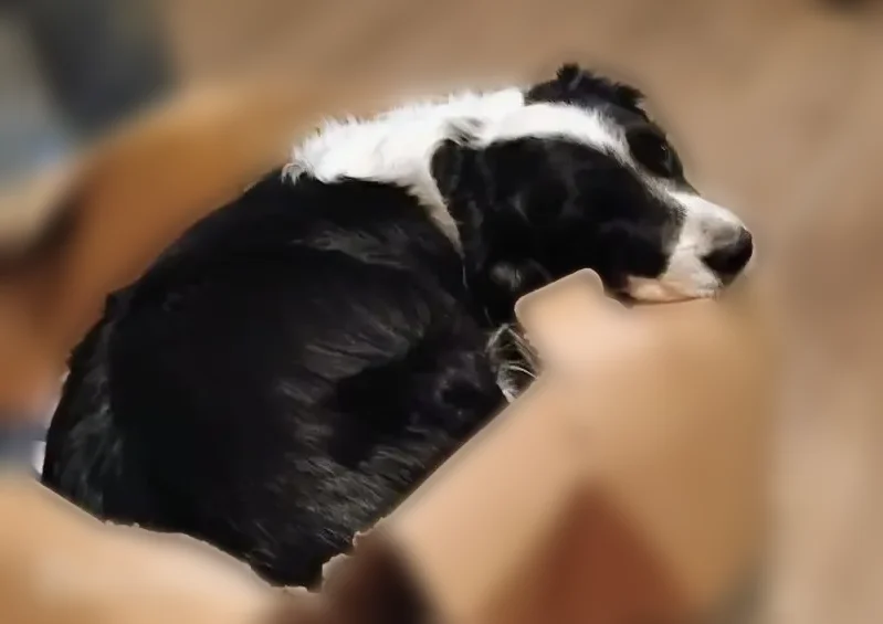 Lost dog, Oregon Street, Gooding - male border Collie mix - photo