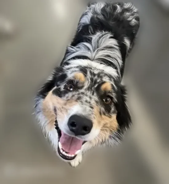 Lost dog, Biverton, Swansea - super sweet boy - photo