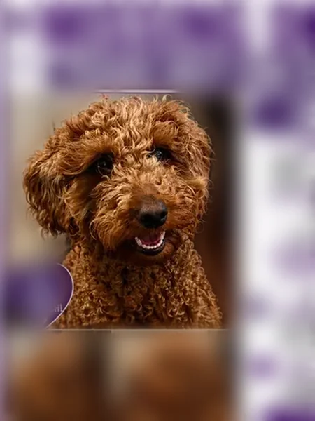 Lost female dog, 222nd Street, Queens - brown, golden curly coated puddle mix - photo