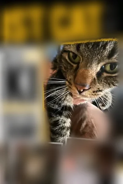 Lost cat, East High Street, Potosi - grey tabby with Roman nose - photo