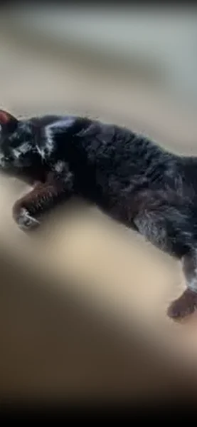 Missing cat Male, Washington (usl535604) - photo