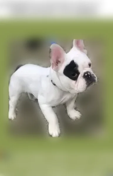 Lost dog, Roosevelt Avenue Southwest, Grand Rapids - male Frenchie - photo