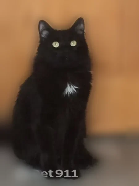 Missing cat Female, Arlington (usl535609) - photo