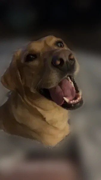 Lost Dog, 4th Street Northeast, Blackduck - Female with Multi Color Collar - photo