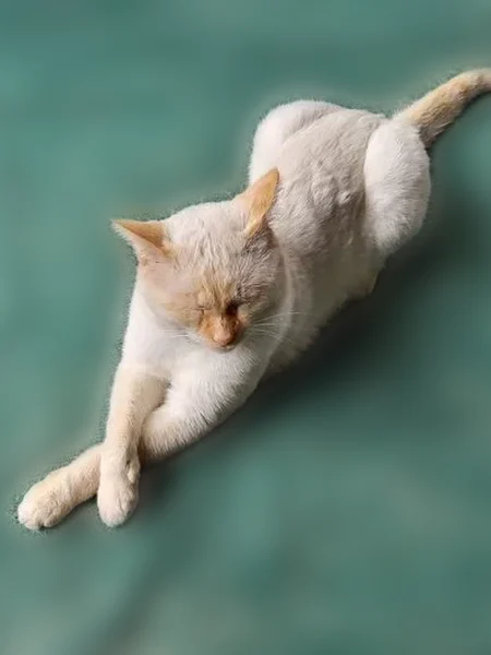 Lost male cat, Lickliter Street, Benton - white/tan, not fixed - photo