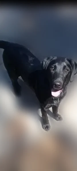 Lost dog, Hornbrook, Rocklin - male, solid black - photo