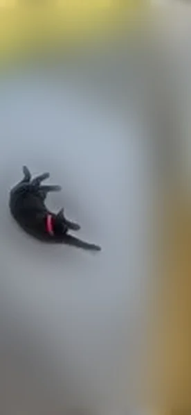 Lost male cat, Caniki Drive, Brown Bay - solid black with red collar - photo