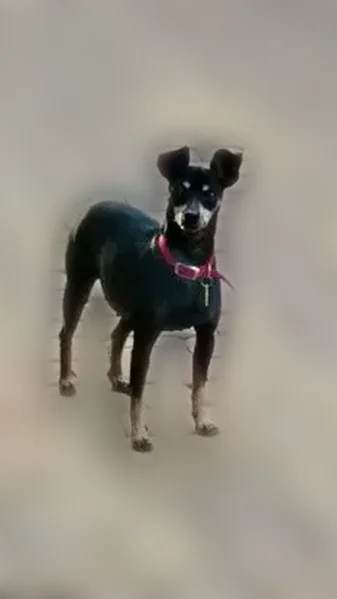 Lost dog, Hozoni Drive, Sedona - female Miniature Pinscher with unique ears - photo
