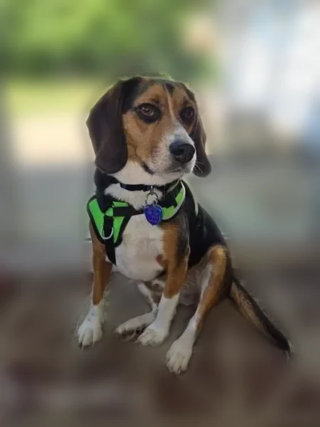 Lost dog, Oberlin, Ohio - female Beagle with pink harness - photo