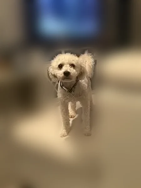 Lost male dog with white curly hair, Chicago - photo