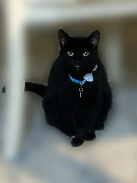 Lost cat, Battery Ridge Lane, Centreville - female, all black with white hairs - photo