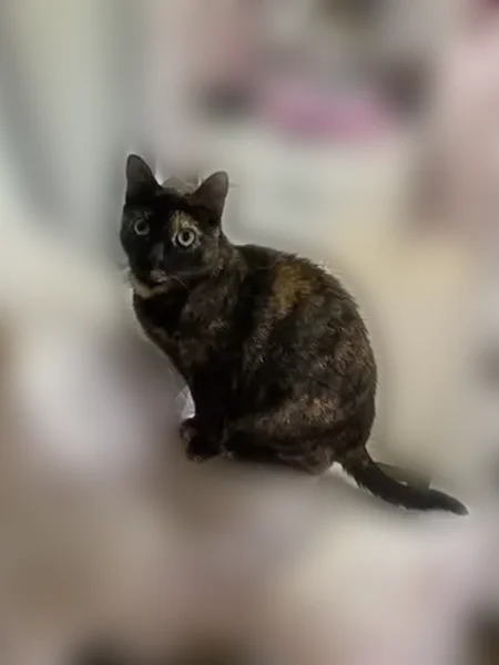 Lost cat, Meaders Lane, Dallas - black & brown, very friendly - photo