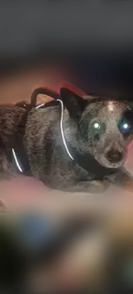 Lost dog, Nolensville Pike, Nashville - female blue heeler puppy - photo