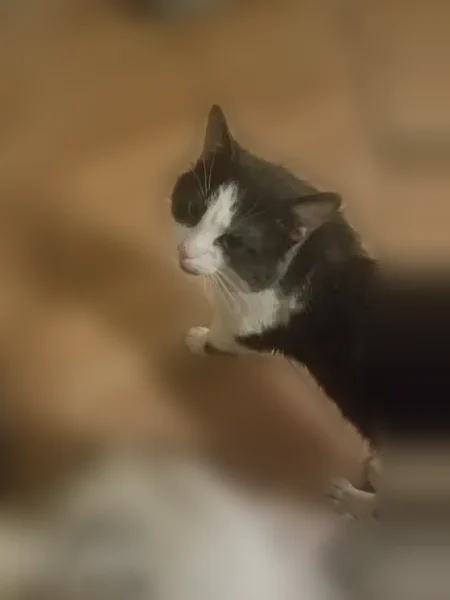 Lost male cat, Ashbourne Road, Anderson - gray and white, loves the outdoors - photo