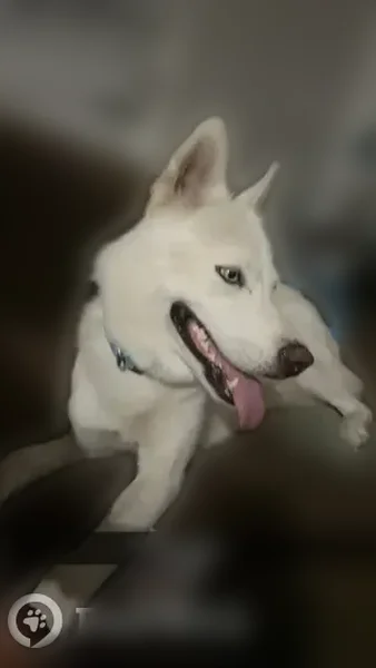 Lost dog, Monroe Street, 3691, Gary - white husky with blue eyes - photo