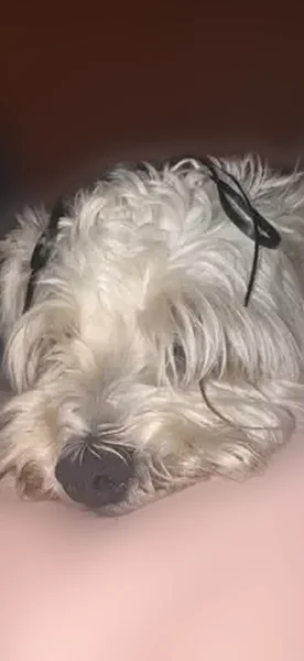 Lost dog, Runningbear Drive, Las Vegas - grey/white coat - photo