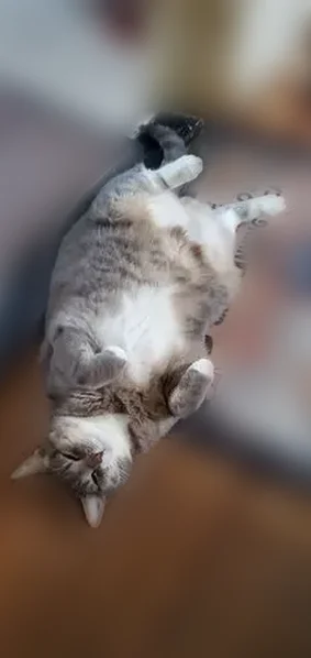 Lost cat, Bay Ridge Avenue, New York - female silver grey tabby - photo