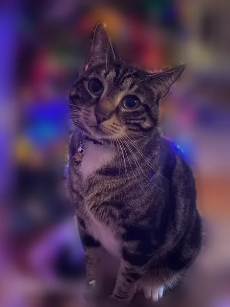 Lost cat, Windham, Maine - male tiger with swirl pattern - photo