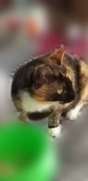 Found female cat, Merry Road, Brookside - young and very friendly - photo